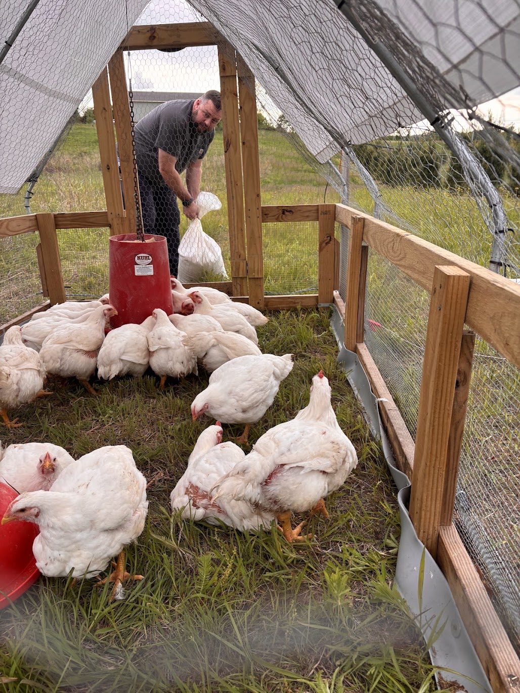 Derek feeding the flock on pasture