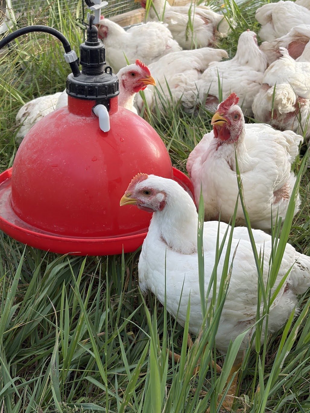 Broilers at the waterer in fresh grass