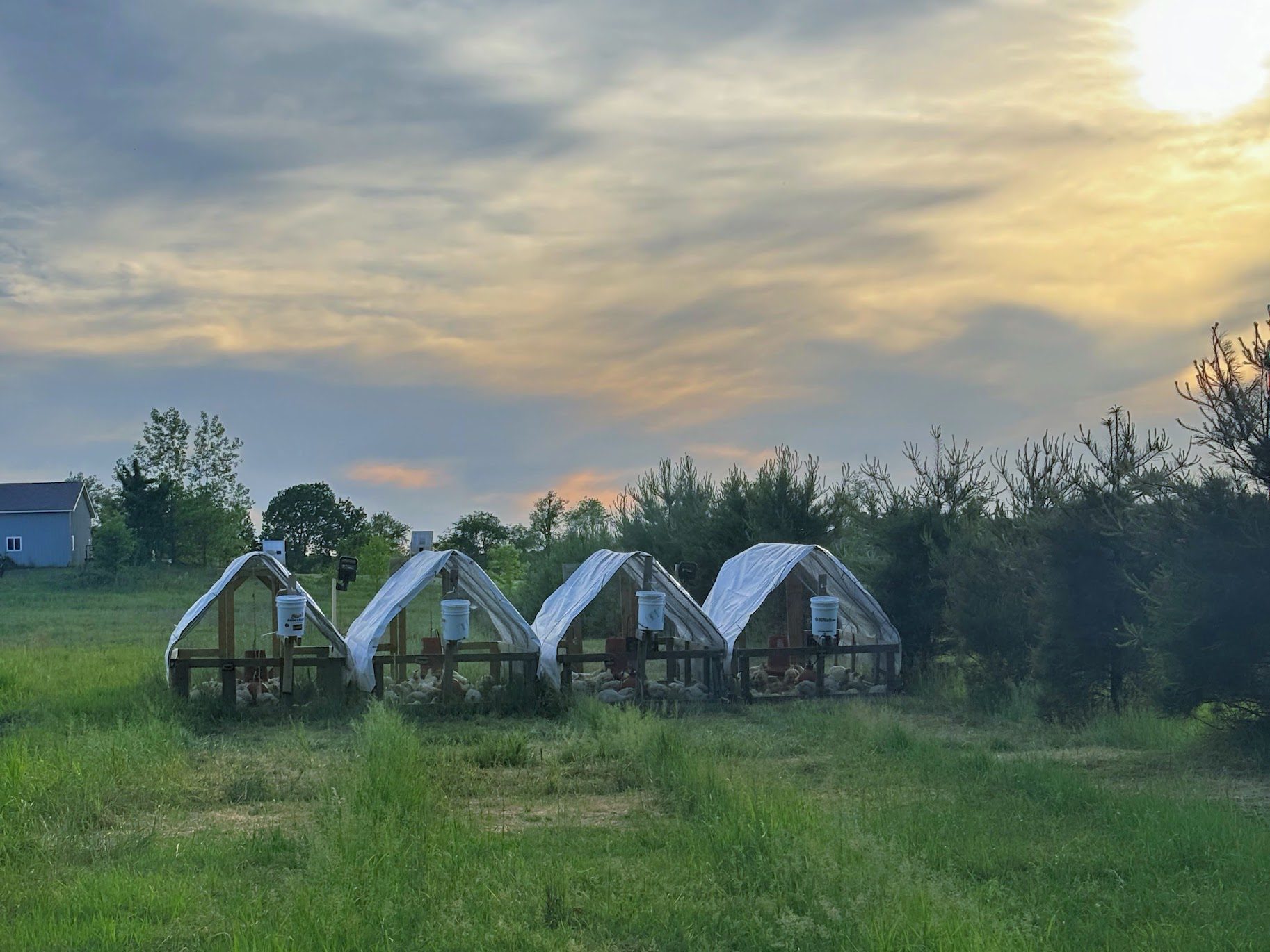 Chism Chicken Ranch pasture pens at golden hour in Marshall, Michigan